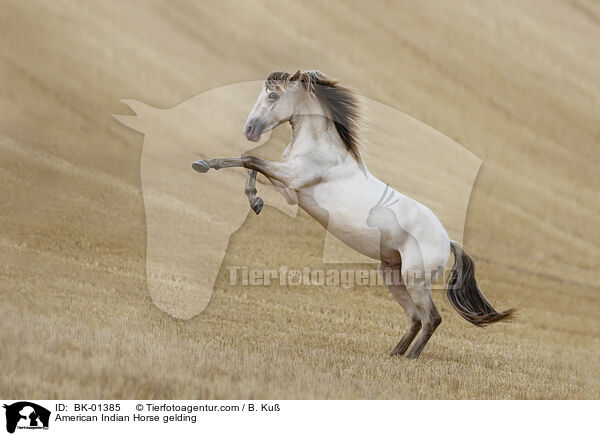 American Indian Horse Wallach / American Indian Horse gelding / BK-01385