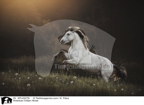 American Indian Horse / KFI-02279