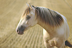 American Indian Horse gelding