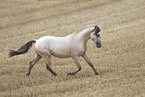 American Indian Horse gelding