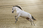 American Indian Horse gelding