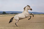 American Indian Horse gelding