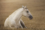 American Indian Horse gelding