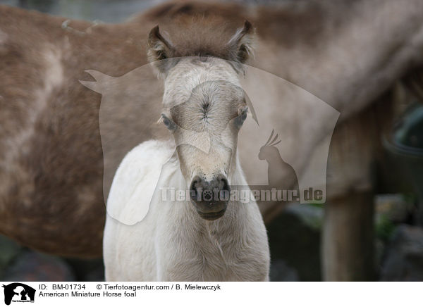 American Miniature Horse foal / BM-01734