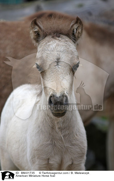 American Miniature Horse foal / BM-01735