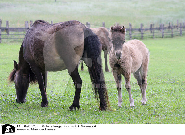 American Miniature Horses / BM-01736