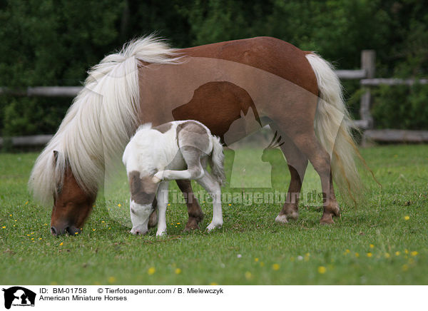 Amerikanische Miniaturpferde / American Miniature Horses / BM-01758