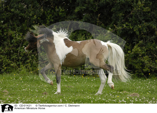 American Miniature Horse / American Miniature Horse / CD-01421