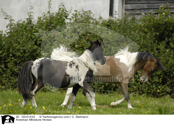 American Miniature Horses bei der Paarung / American Miniature Horses / CD-01432