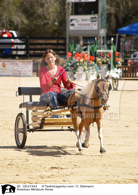 American Miniature Horse vor Kutsche / American Miniature Horse / CD-01442