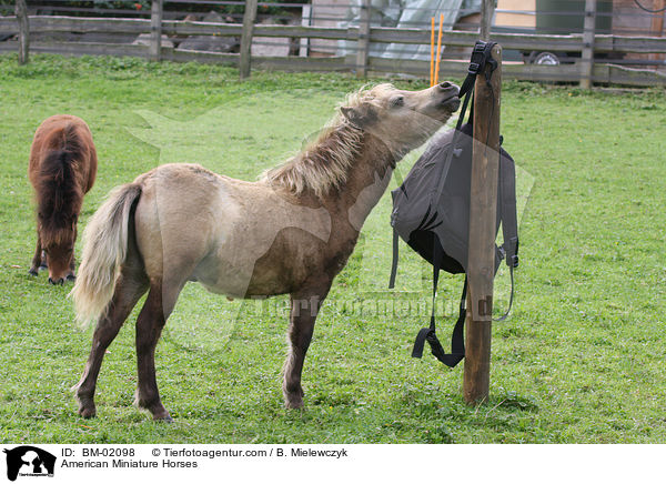 American Miniature Horses / American Miniature Horses / BM-02098