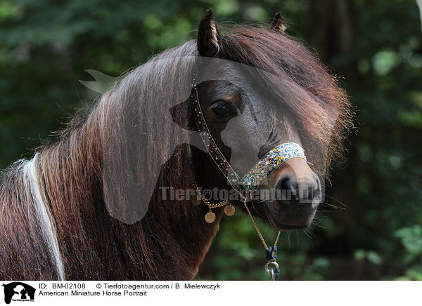 American Miniature Horse Portrait / BM-02108