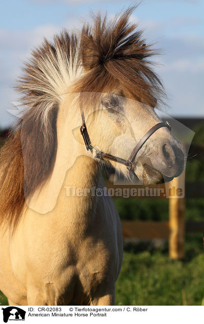 American Miniature Horse Portrait / CR-02083