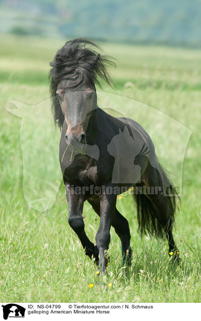galloping American Miniature Horse / NS-04799