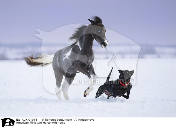 American Miniature Horse mit Hund / American Miniature Horse with horse / ALK-01071