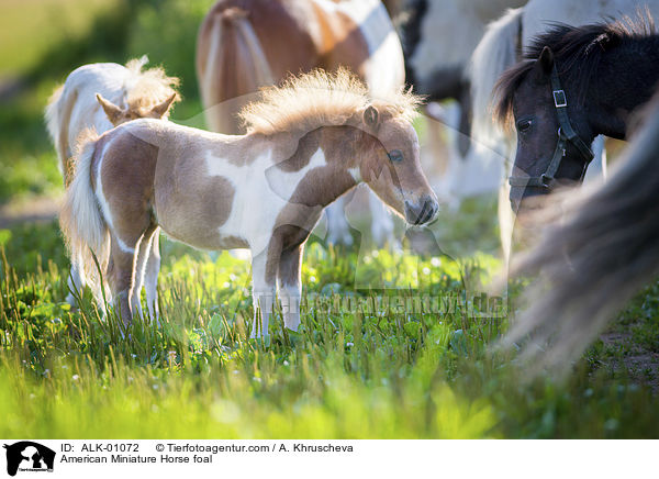 American Miniature Horse foal / ALK-01072