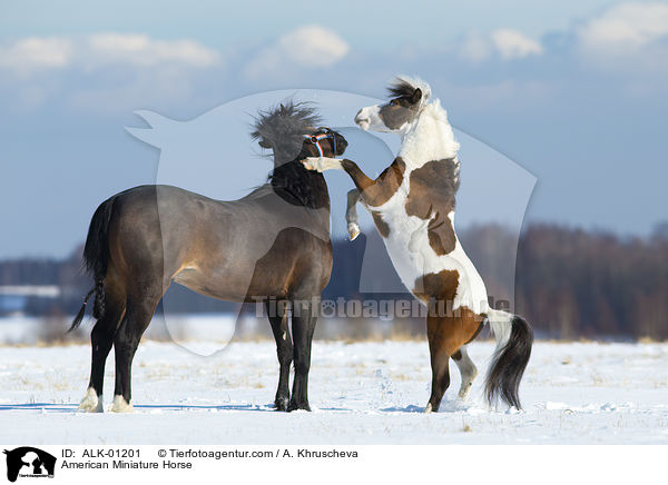American Miniature Horse / American Miniature Horse / ALK-01201