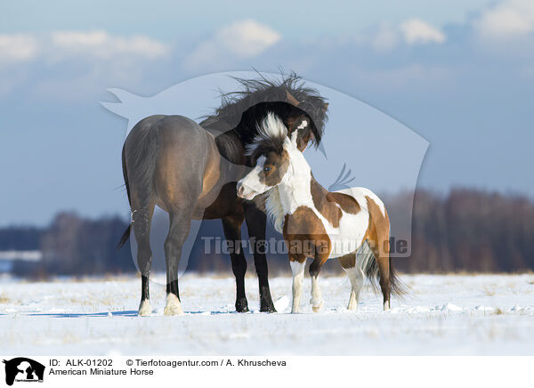 American Miniature Horse / ALK-01202