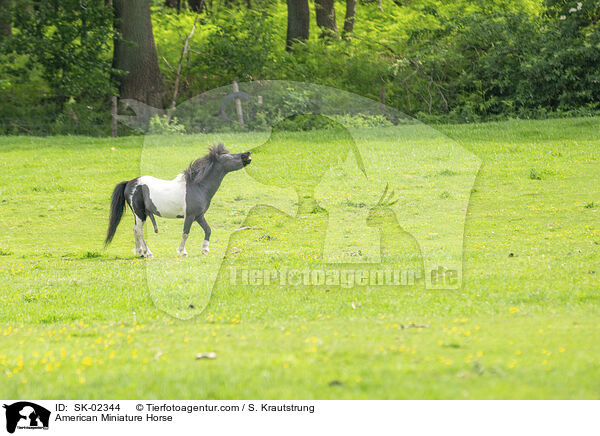 American Miniature Horse / American Miniature Horse / SK-02344