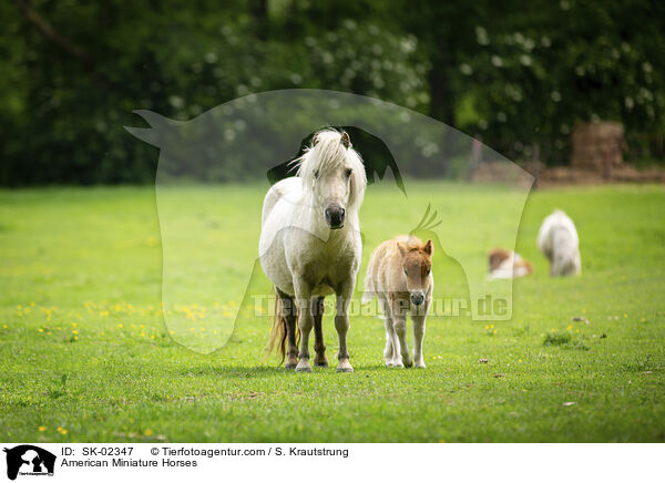 American Miniature Horses / SK-02347