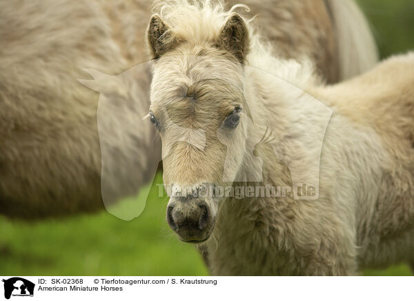 American Miniature Horses / SK-02368