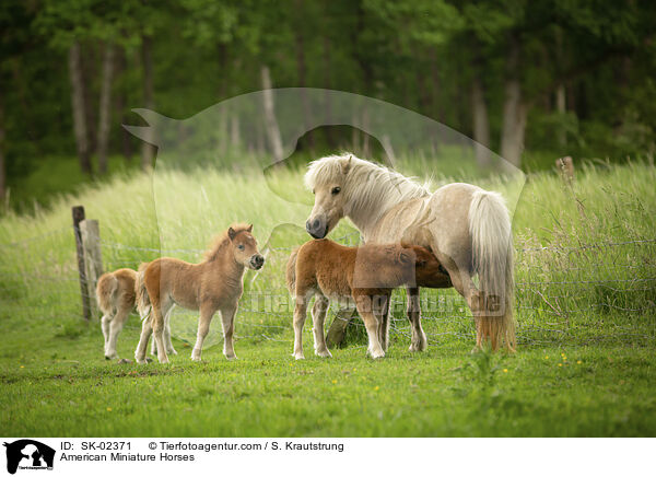 American Miniature Horses / SK-02371