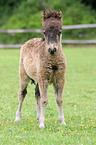 American Miniature Horse foals