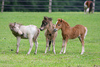 American Miniature Horse foals
