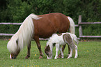 American Miniature Horses