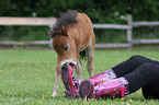 American Miniature Horse foal