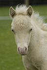 American Miniature Horse foal