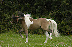 American Miniature Horse