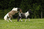 American Miniature Horses