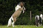 American Miniature Horses