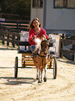 American Miniature Horse