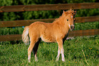 American Miniature Horse foal