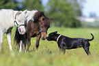 American Miniature Horse with horse