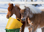 American Miniature Horse