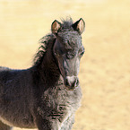 American Miniature Horse foal