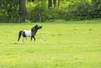 American Miniature Horse