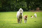 American Miniature Horses