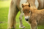 American Miniature Horses