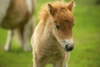 American Miniature Horses