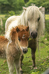 American Miniature Horses