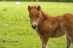 American Miniature Horse