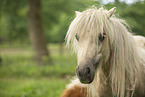 American Miniature Horse