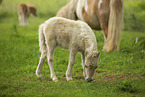 American Miniature Horses