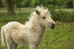 American Miniature Horse