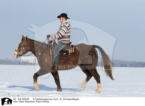 Mann reitet American Paint Horse / man rides American Paint Horse / SS-26526