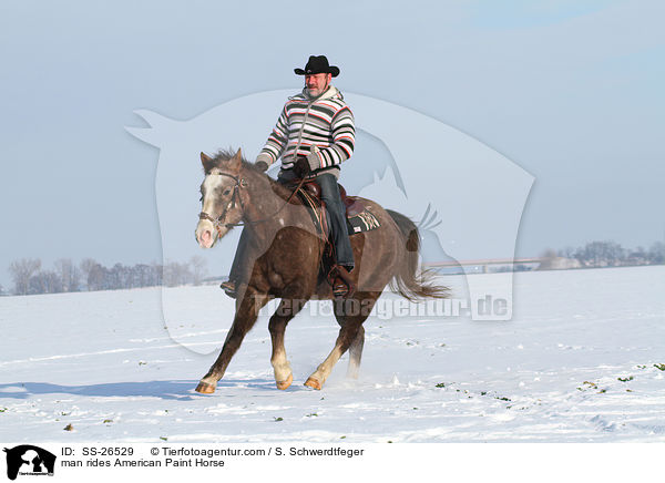Mann reitet American Paint Horse / man rides American Paint Horse / SS-26529